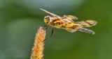 Dragonfly DSCN28865