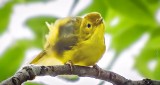 Crouching Yellow Warbler DSCN29235