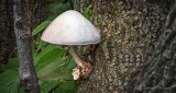 Mushroom Growing On A Tree DSCN29229