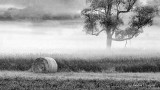 Bale With Tree In Ground Fog P1320367-9BW