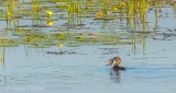 Grebe With A Catch DSCN30140