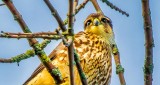 Merlin Falcon Checking Me Out DSCN30519