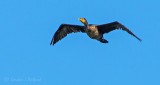 Cormorant In Flight DSCN31988