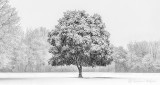 Fall Snowfall P1020446-8BW