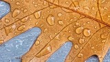 Wet Oak Leaf Closeup P1020704-6