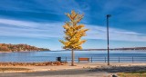 Autumn St Lawrence Seaway P1020381