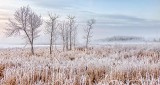 Frosty Landscape P1030539-44