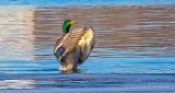 Mallard Clapping Its Wings P1030821