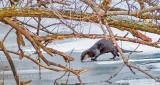 Otter On Ice P1370524