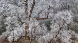 Frosty Tree P1050048-50