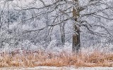 Frosted Landscape P1050060-2