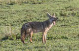 Golden jackal 9925