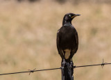 Pied Starling 0309.jpg