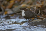 White Throated Dipper - Vandstær