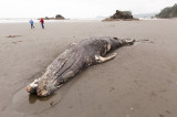 Juvenile California Grey Whale