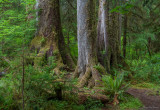 Giants of the Hoh Rain Forest