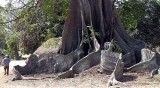 fromager, Kapok tree, Casamance, Sénégal