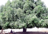 mangue, mango tree, Sénégal