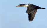 Cormorant