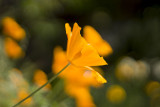 Poppies