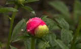 A rainy day Peony bud