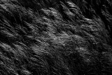 Wild Grasses