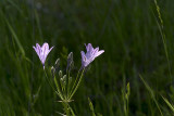 Ithuriel's Spear