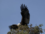 Local Bald Eagle