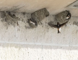 Cliff Swallows