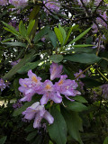 Rhododendrons