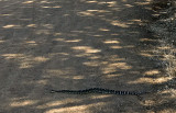 Mellow Rattler