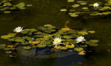 Water Lillies