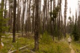 Lots of dead trees