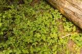 Forest greens