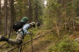 Crossing fallen Trees