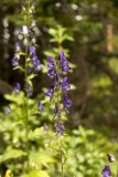 Larkspur