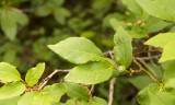 Still Green Huckleberry