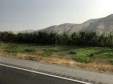 Apple Trees