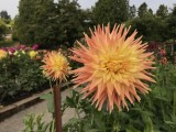 Dhallias