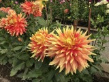 More Dhallias