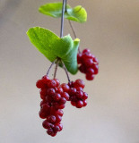 California Honeysuckle