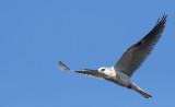 White Tailed Kite
