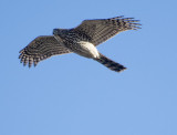 Sharp-Shinned Hawk