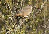 California Thrasher