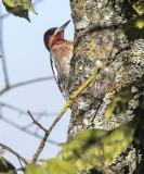 Red Breasted Sap Sucker
