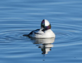 Bufflehead