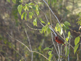 A northern Cardinal