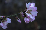 Early Spring?