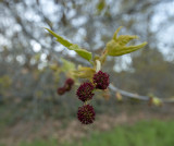 Sycamore Tree flowers