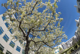 Flowering Pear Tree